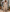 Capri Broderie Linen Pant